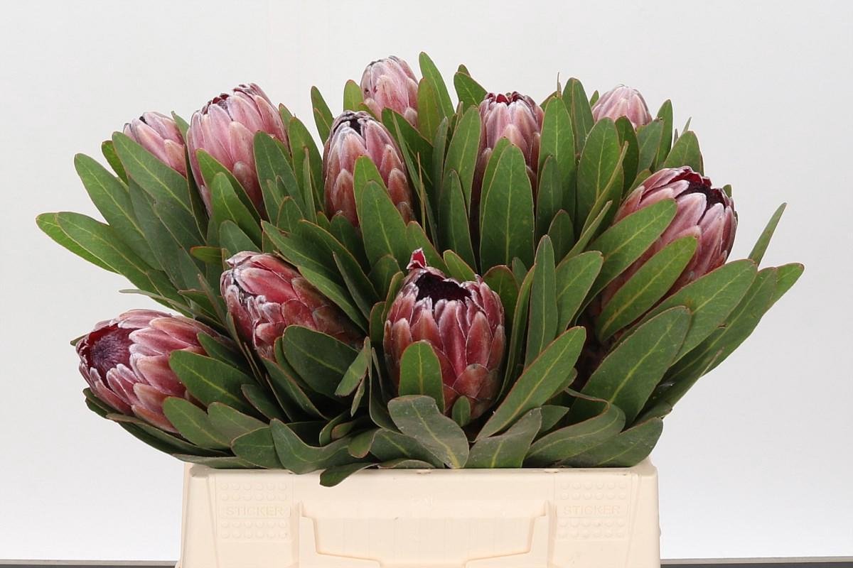 5x Prot.pink ice 40cm