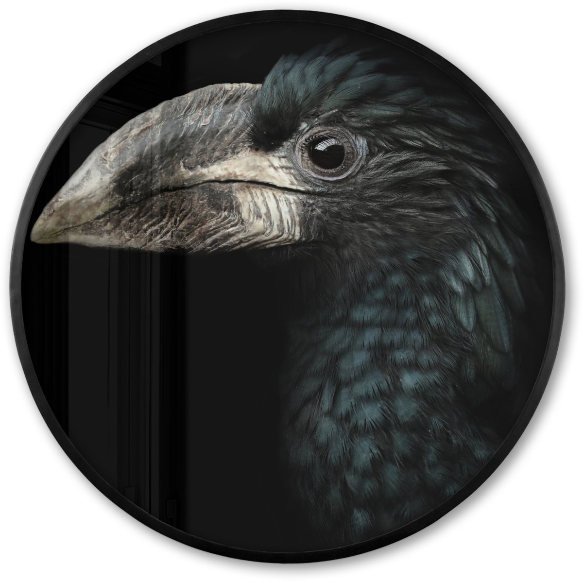 FrameYourWall Poster in lijst Rond - Fotolijst 60x60 cm - Posters - Vogel - Portret - Neushoornvogel - Zwart - Dieren - Ronde posterlijst zwart - Decoratie - Wanddecoratie woonkamer - Muurdecoratie slaapkamer Multicolor