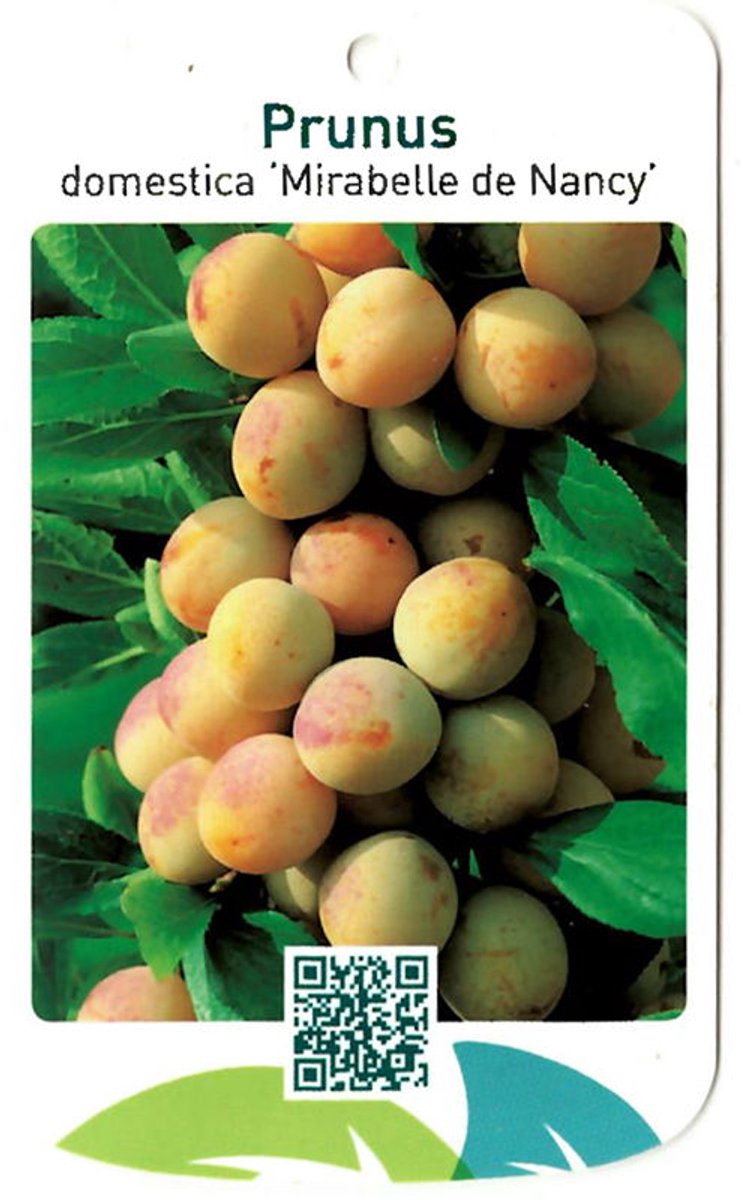 Oosterik home - Prunus Domestica Mirabelle de Nancy
