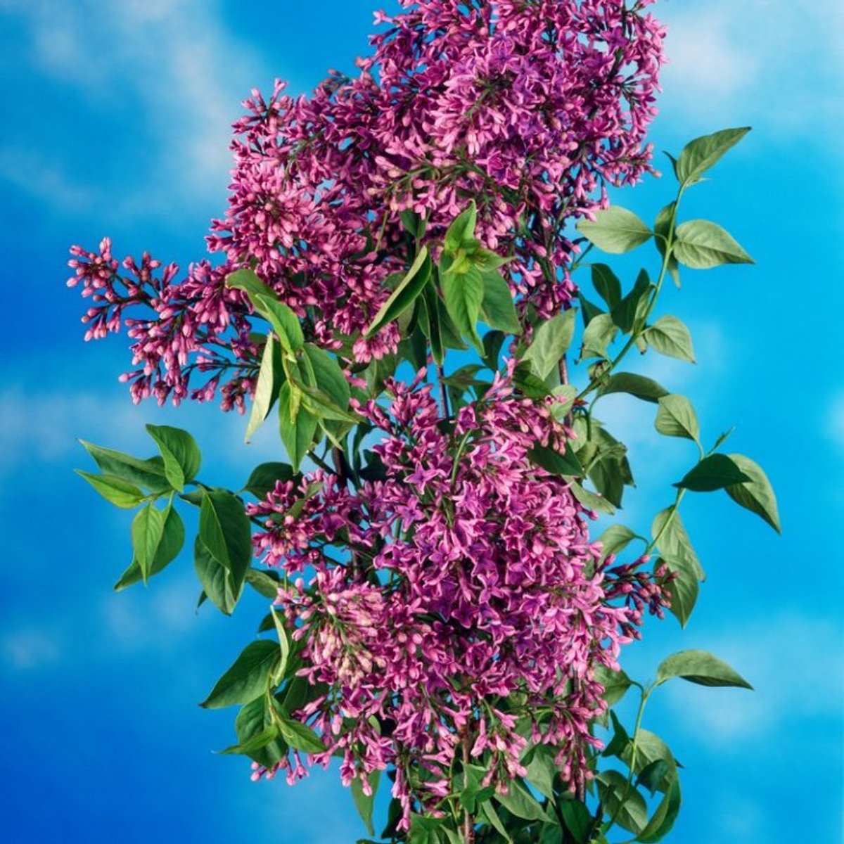 Plants Online BV - Planten - Tuinplanten - Heesters - Set van 1 - Syringa chinensis 'Saugeana'