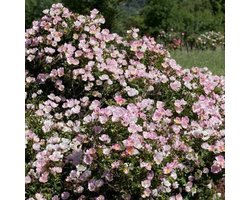 Plants Online - Tuinplanten - Rozen - Set van 1 - Rosa (H) Bingo Meidiland Lev. - 1 liter pot - Plant P15
