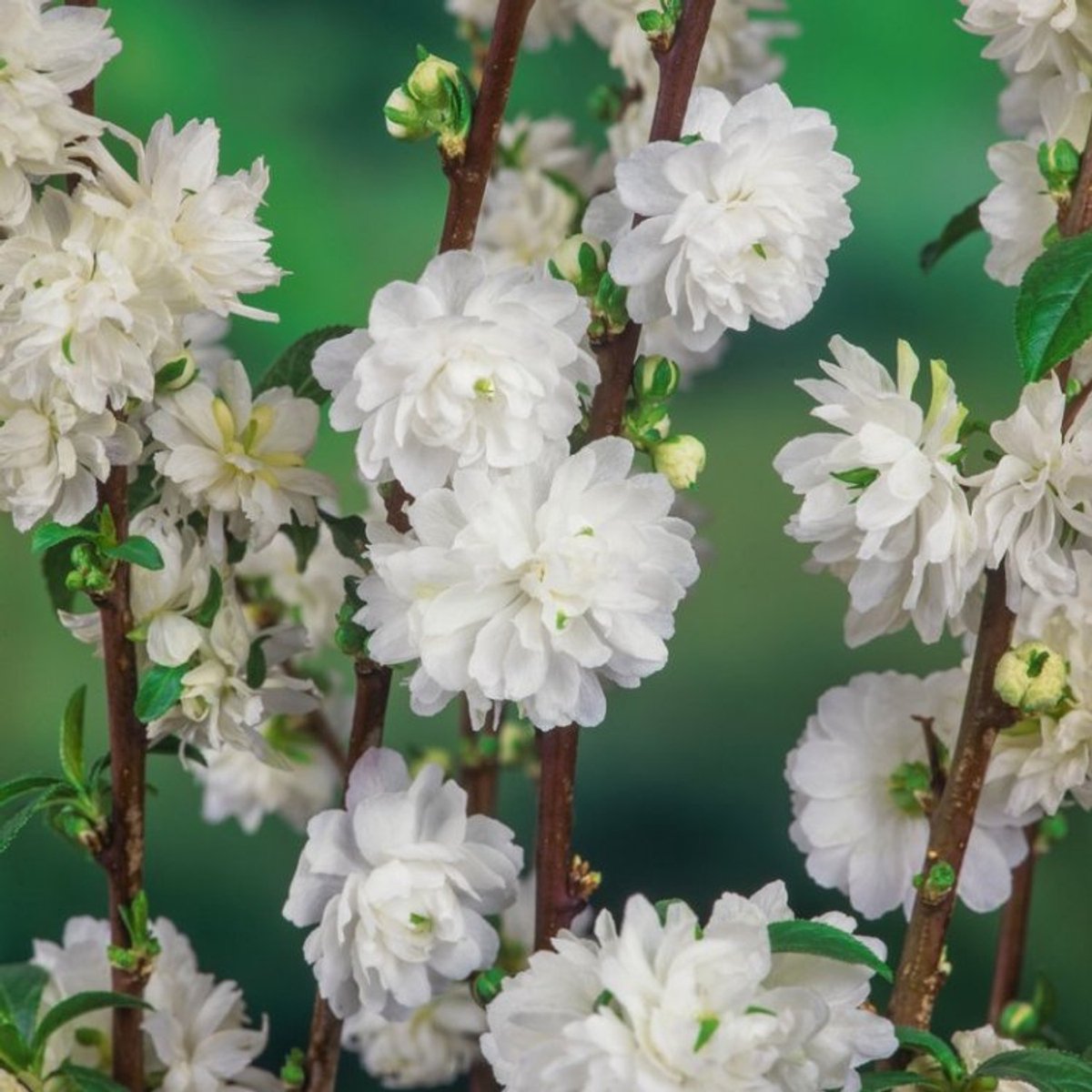Plants Online BV - Planten - Tuinplanten - Heesters - Set van 1 - Prunus glandulosa 'Alba Plena'
