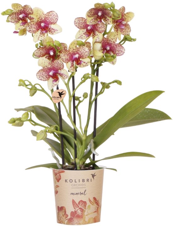 Kolibri Orchids | Oranje gele phalaenopsis orchidee | Grosseto | bloeiende kamerplant