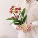 Man in beige overhemd houdt Kolibri Orchids plant met bloeiende bloemen in een gele pot.