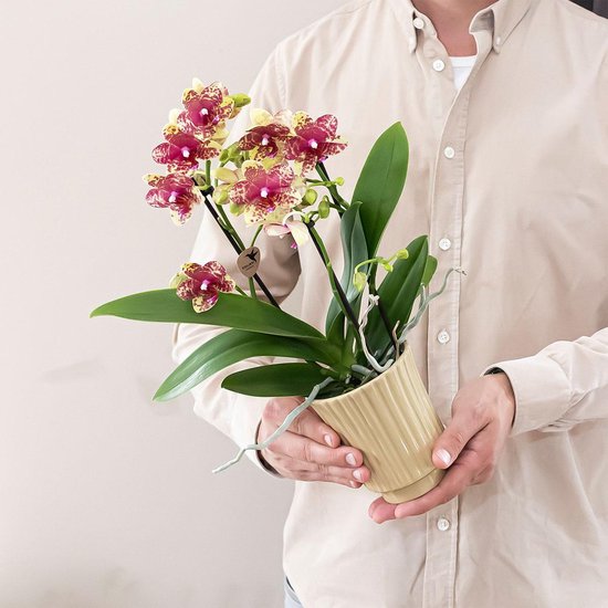 Man in beige overhemd houdt Kolibri Orchids plant met bloeiende bloemen in een gele pot.