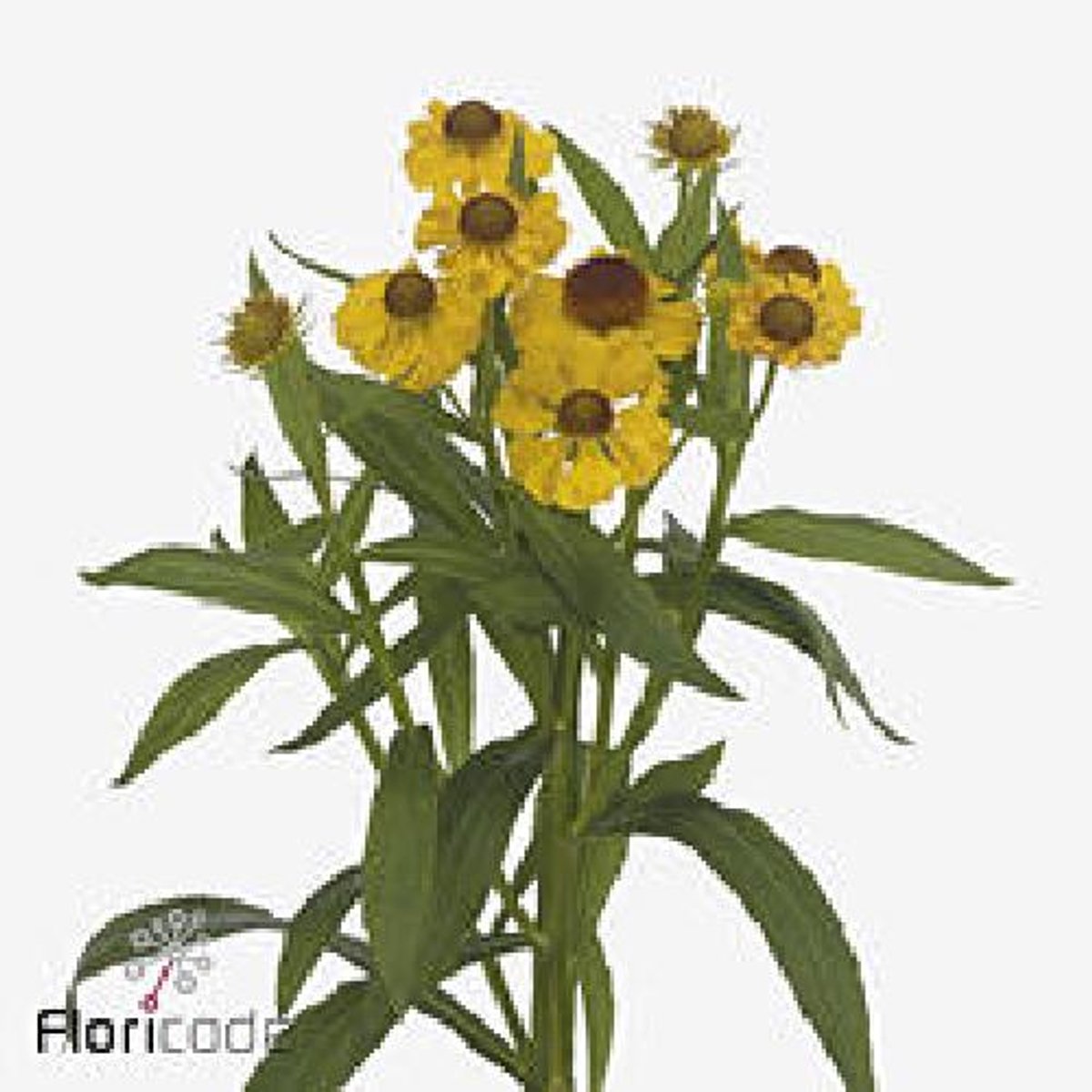 20x Helenium choco dip 60cm