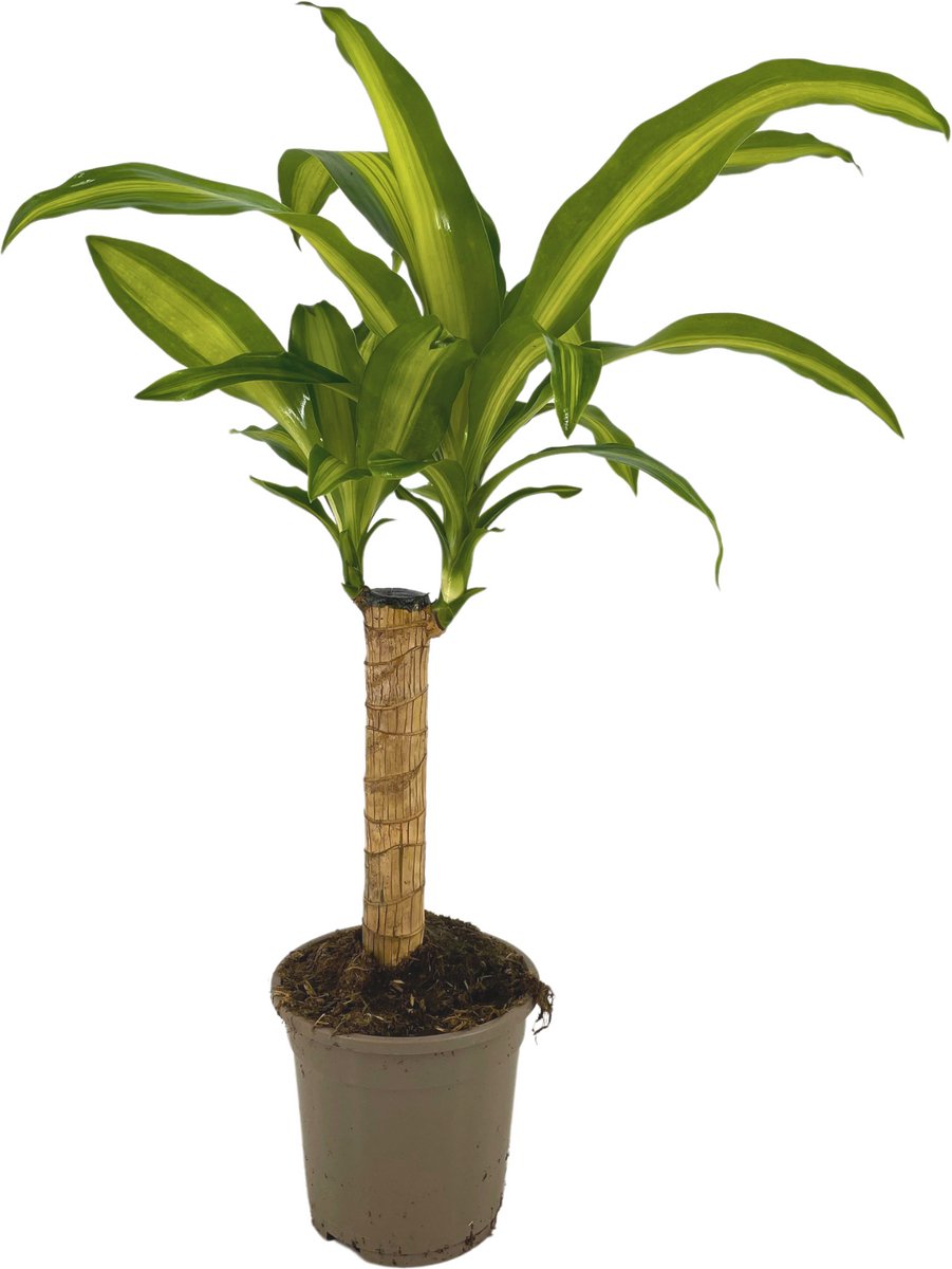 Luchtzuiverend Dracaena Fragrans Massangeana