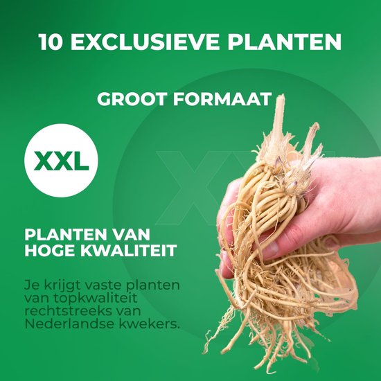 Een hand die een grote XL plantenwortel vasthoudt, met tekst 'XXL' en 'Planten van hoge kwaliteit'.
