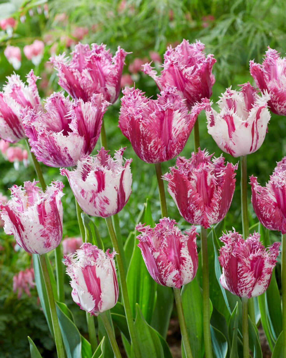 12x Tulpen 'Purple circus' - BULBi® Bloembollen met bloeigarantie