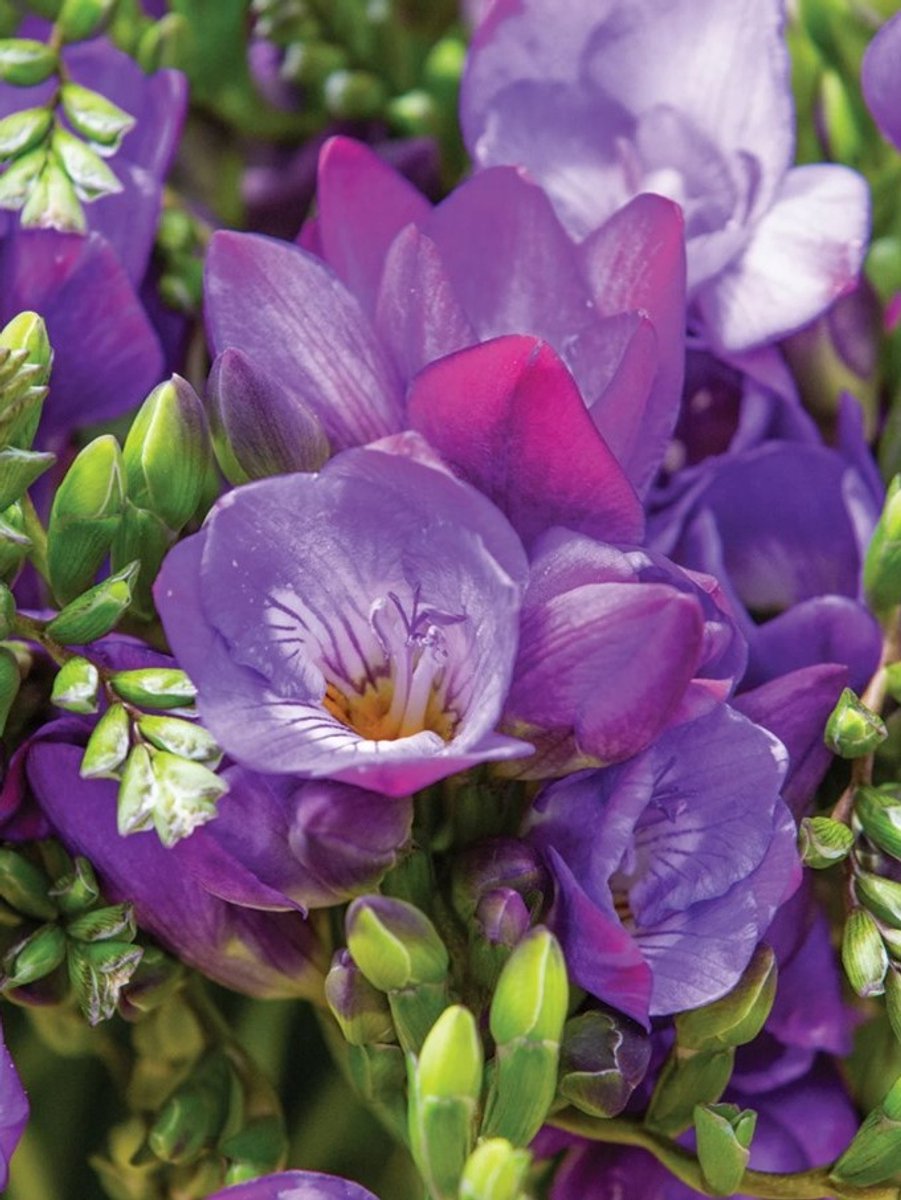 25x Freesia 'Freesia dubbel blauw' - BULBi® Bloembollen met bloeigarantie