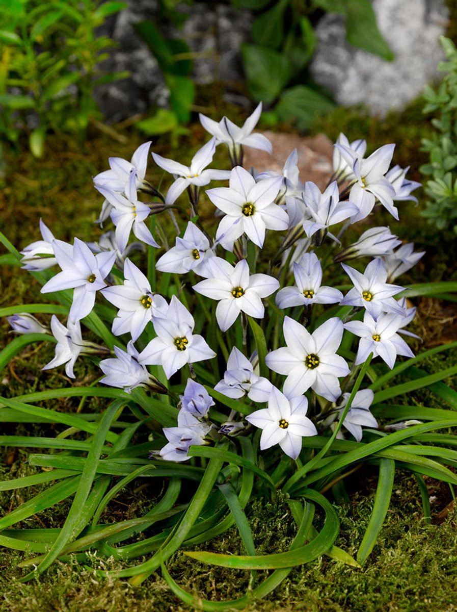 25x Oude wijfjes 'Ipheion uniflorum wisley blue' - BULBi® Bloembollen met bloeigarantie