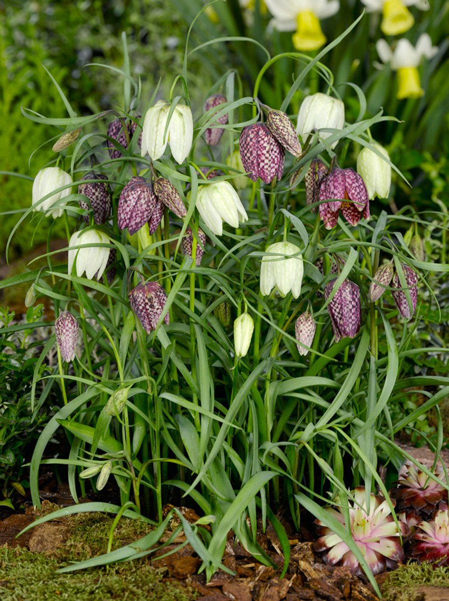 25x Fritillaria 'Fritillaria meleagris gemengd' - BULBi® Bloembollen met bloeigarantie