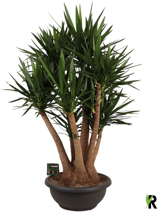 Yucca elephantipes vertakt 200 cm – Kamerplant – Vers Van De Kweker – Potmaat Ø75 cm