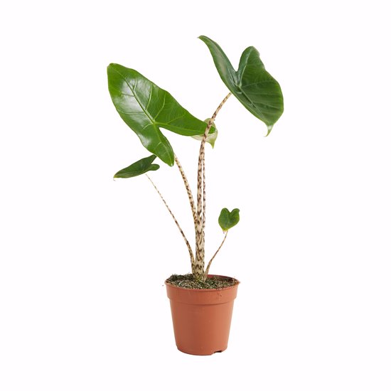 Bloomique - Alocasia Zebrina - Olifantsoor - Kamerplanten - Luchtzuiverend - Hoogte 30-50 cm - Pot 14 cm