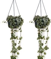 Bloomique - Set van 2 - Ceropegia Woodii - Chinees Lantaarnplantje - Hangplant - Kamerplanten - Luchtzuiverend - Gemakkelijk in onderhoud - Hoogte 15-20 cm - Pot 12 cm