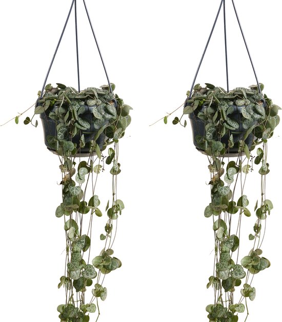 Ceropegia woodii kopen