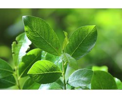 Geoorde wilg (Salix aurita) 60-80 cm In pot - - -