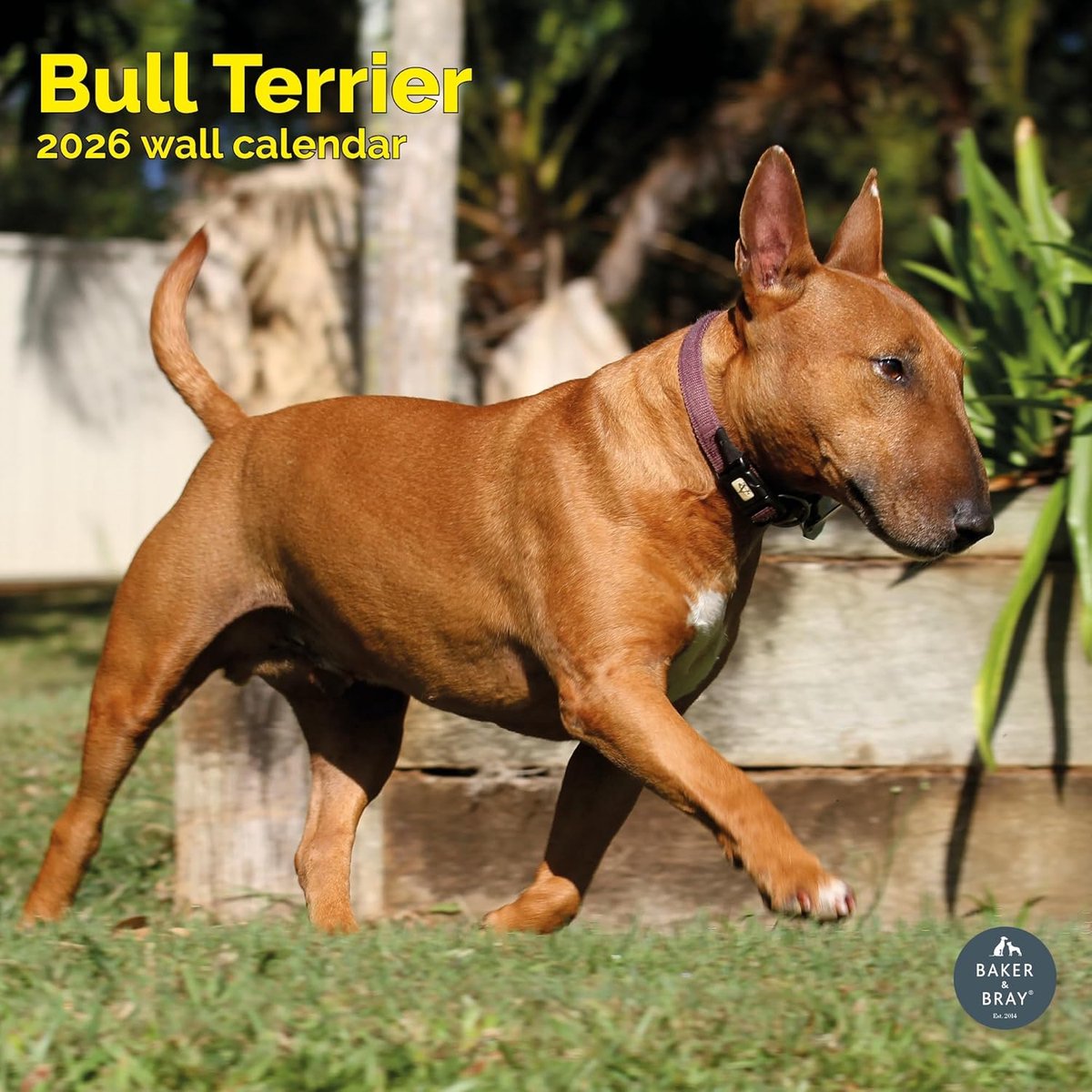 Bull Terrier Kalender 2027