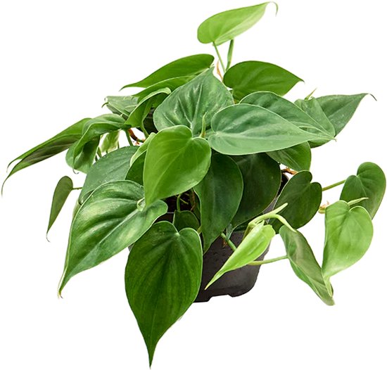 Philodendron Scandens | In 12 cm pot