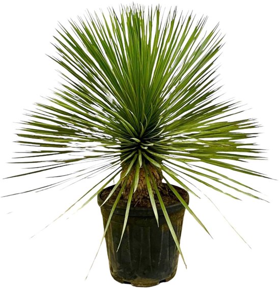 Yucca Rostrata op stam - Potmaat 27cm - Hoogte 70cm