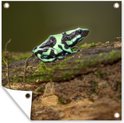 Groene pijlgifkikker met zwarte patronen op een vochtig, mosbegroeid stuk hout, met een opengeslagen hoek.