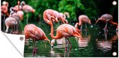 Tuinposter Flamingo - Tropisch - Vogel - Water - Roze - 80x40 cm - Wanddecoratie Buiten - Tuinposter - Tuindoek - Schuttingposter - Tuinschilderij