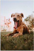 WallClassics - Poster (Mat) - Gapende Bruine Hond - 50x75 cm Foto op Posterpapier met een Matte look