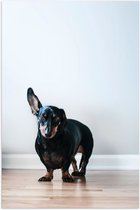 WallClassics - Poster Glanzend – Luisterende Zwarte Hond - 40x60 cm Foto op Posterpapier met Glanzende Afwerking