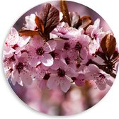 WallClassics - Cercle mural en panneau de mousse PVC - Fleurs roses dans un arbre - Photo 50x50 cm sur cercle mural (avec système de suspension)