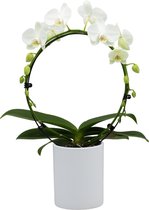 Papicco BASIC CHIC Alice- Orchidee - Mirror - Phalaenopsis - wit