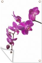Tuinposter - Tuindoek - Tuinposters buiten - Orchidee tegen witte achtergrond - 80x120 cm - Tuin