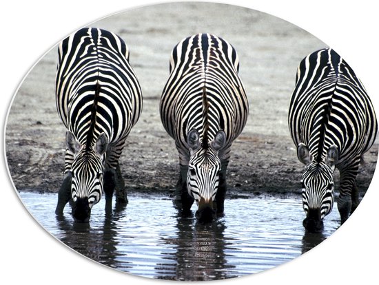 PVC Schuimplaat Ovaal - Rij van Drie Zebra's Drinkend uit Meer - 68x51 cm Foto op Ovaal (Met Ophangsysteem)