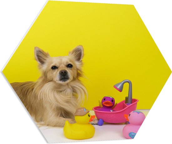 PVC Schuimplaat Hexagon - Chihuahua met Gele Achtergrond en Speeltjes - 70x60.9 cm Foto op Hexagon (Met Ophangsysteem)