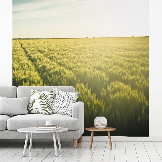 Behang - Fotobehang Landbouw in de vroege ochtend - Breedte 240 cm x hoogte 240 cm