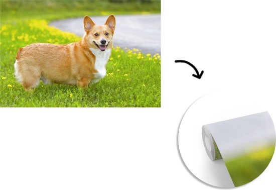 Papier peint photo peint photo vinyle - Corgi entre les fleurs largeur 330 cm x hauteur 220 cm - Tirage photo sur papier peint (disponible en 7 tailles)
