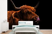 Papier peint Papier peint photo en vinyle - Highlander écossais se léchant le nez sur fond noir largeur 420 cm x hauteur 280 cm - Tirage photo sur papier peint (disponible en 7 tailles)