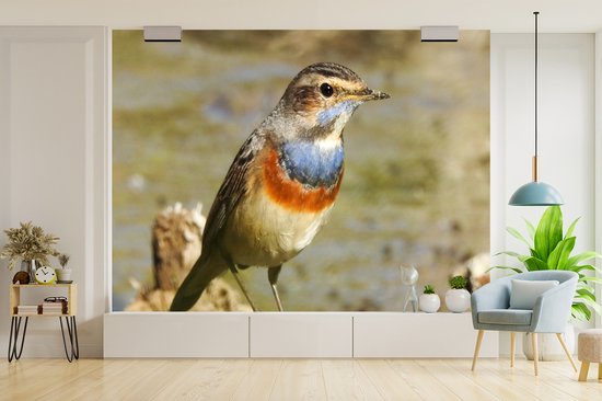 Behang - Fotobehang Een close-up van een kleurrijke blauwborst in het zuiden van Portugal - Breedte 320 cm x hoogte 240 cm
