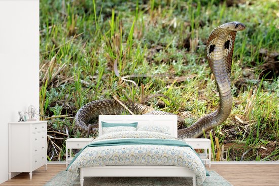 Fotobehang cobra