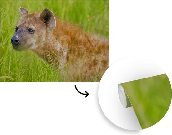 Papier peint photo vinyle - Hyène tachetée africaine dans l'herbe verte largeur 305 cm x hauteur 220 cm - Tirage photo sur papier peint (disponible en 7 tailles)