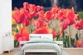 Behang - Fotobehang Tulpen - Bloemen - Natuur - Breedte 360 cm x hoogte 240 cm