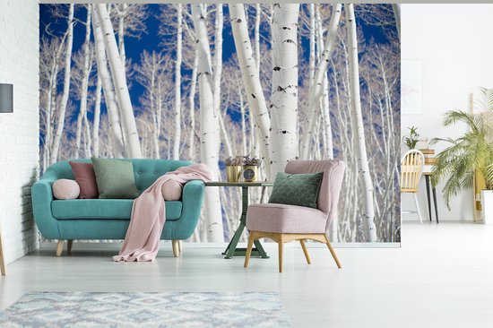 Papier peint Papier peint photo en vinyle - Forêt en Aspen avec bouleaux largeur 390 cm x hauteur 260 cm - Tirage photo sur papier peint (disponible en 7 tailles)