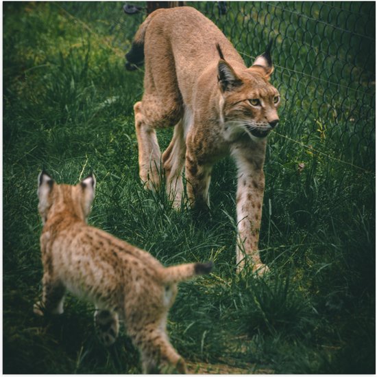 WallClassics - Poster Glanzend – Baby Lynx met Moeder achter Hek - 50x50 cm Foto op Posterpapier met Glanzende Afwerking