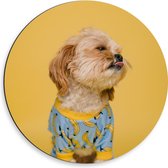 WallClassics - Dibond Muurcirkel - Hond met Trui bij Gele achtergrond - 50x50 cm Foto op Aluminium Muurcirkel (met ophangsysteem)