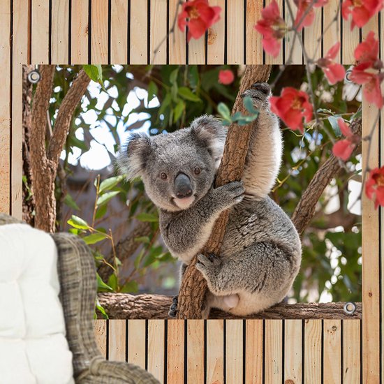 Tuinposter Koala