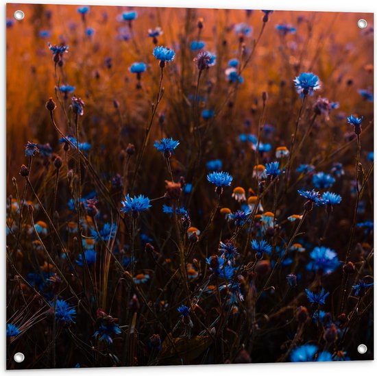 Tuinposter – Blauw Bloemenveld onder Oranje Kleurige Lucht - 80x80 cm Foto op Tuinposter (wanddecoratie voor buiten en binnen)