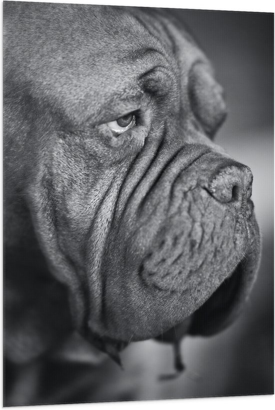 WallClassics - Vlag - Kwijlende Hond (Zwart- wit) - 80x120 cm Foto op Polyester Vlag
