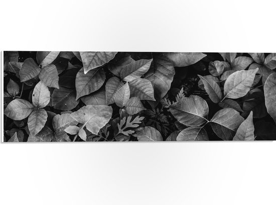 PVC Schuimplaat - Zwart-Wit Foto van Bladeren - 60x20 cm Foto op PVC Schuimplaat (Met Ophangsysteem)