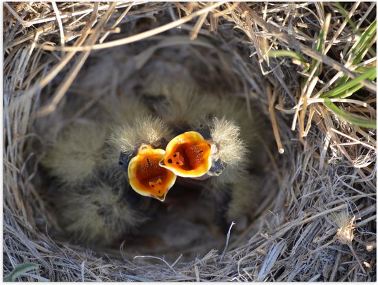 Poster (Mat) - Baby Vogels in Nest met Open Bek voor Eten - 40x30 cm Foto op Posterpapier met een Matte look
