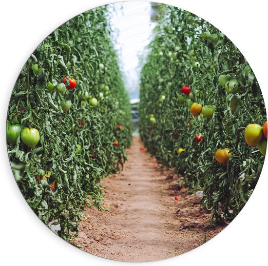 Dibond Muurcirkel - Zand Pad Langs Tomaten Kwekerij - 90x90 cm Foto op Aluminium Muurcirkel (met ophangsysteem)