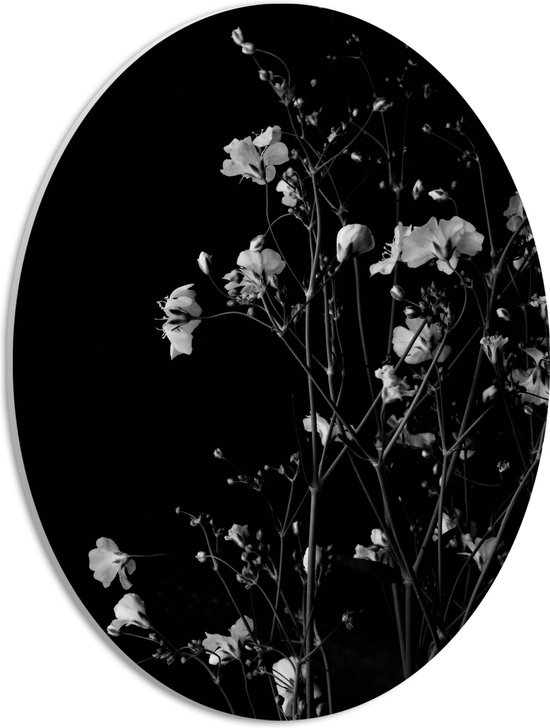PVC Schuimplaat Ovaal - Sluierkruid Bloemen Zwart/Wit - 30x40 cm Foto op Ovaal (Met Ophangsysteem)